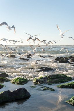 Kuzey Denizi kıyısında martılar, Lahey.