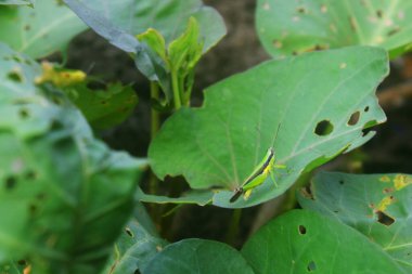 Yeşil yaprakların üzerindeki yeşil böcekler gerçekten çok ferahlatıcıdır.