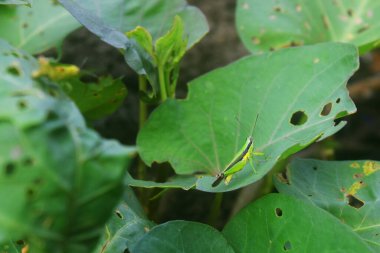 Yeşil yaprakların üzerindeki yeşil böcekler gerçekten çok ferahlatıcıdır.