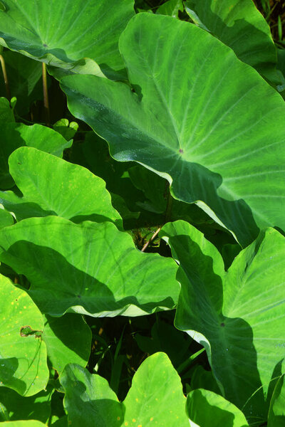 Taro leaves thrive in rice fields around the area of West Java