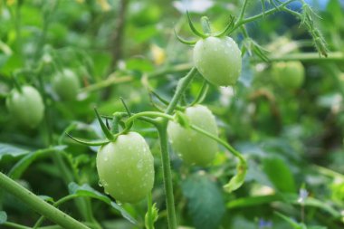 Küçük bir köy bahçesinde büyüyen domatesler.