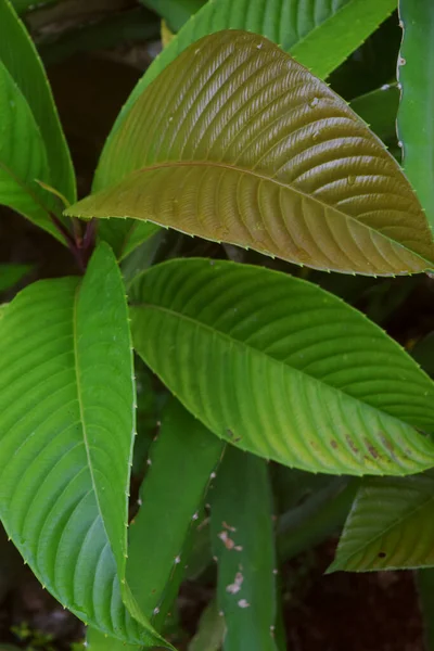 Detail of mango leaves growing around the house garden in the village