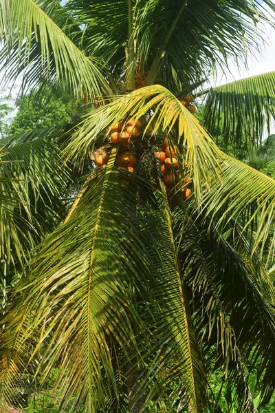 Young coconut trees grow in the garden near grandma\'s house