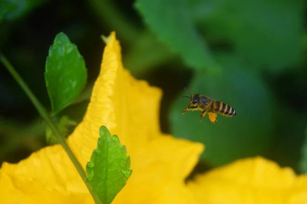 Honey bees fly to yellow pumpkin flowers in search of food