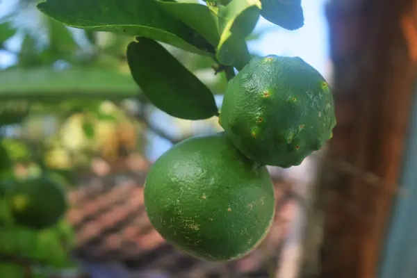 Closeup photo of green oranges growing on a tree in one of the village residents\' houses