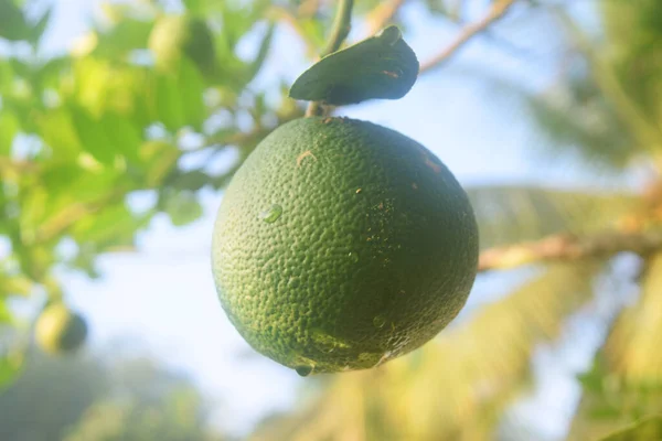Closeup photo of green oranges growing on a tree in one of the village residents\' houses