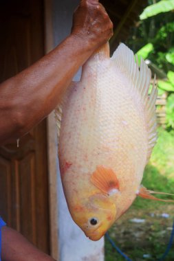 Bir köylü, Tasikmalaya 'daki bir köylüye ait gölde yakalanan tilapia balıklarını gösteriyor.