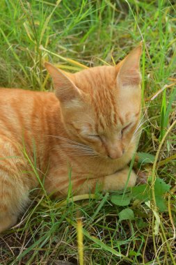 Turuncu ve beyaz çizgili yumuşak kürklü bir kedi küçük patikalar ve yeşil otlar arasında dinleniyordu.