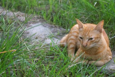 Turuncu ve beyaz çizgili yumuşak kürklü bir kedi küçük patikalar ve yeşil otlar arasında dinleniyordu.