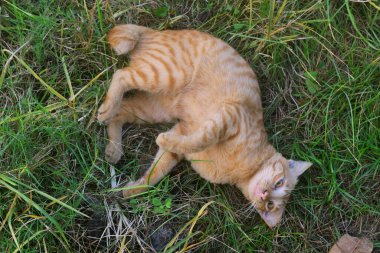 Fotoğraf. Turuncu ve beyaz çizgili, yumuşak kürklü bir kedi küçük patikalar ve yeşil çimenler arasında yuvarlanıyor. Çok şirin bir hayvan.