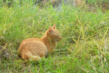 Turuncu ve beyaz çizgili yumuşak kürklü bir kedi küçük patikalar ve yeşil otlar arasında dinleniyordu.