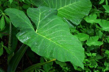 Belitung taro yaprakları yeşildir ve sabah taze çiğ çıkar.