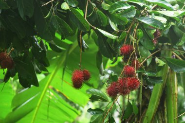 Kırmızı Rambutan meyvesi yeşil yaprakların arasında yetişir.