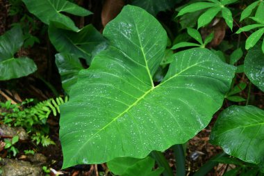 Belitung taro yaprakları yeşildir ve sabah taze çiğ çıkar.
