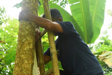 Tasikmalaya, Endonezya - 12 Nisan 2024: Endonezyalı orta yaşlı bir adam hamlet meyvesi toplamak için tahta merdiven kullanarak bir köye tırmanıyor