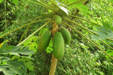 Hâlâ yeşil olan Papaya meyvesi Tasikmalaya 'daki köylerden birinin bahçesinde taze olarak yetişir.