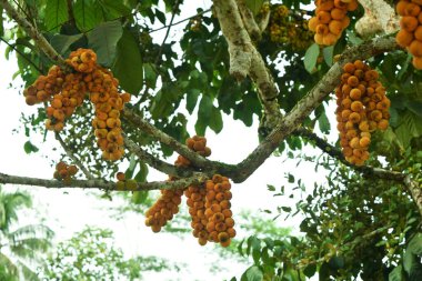 Closeup photo of ripe yellow fruit from the genus Lansium or often called kokosan in the garden of a village in Tasikmalaya, West Java, Indonesia clipart