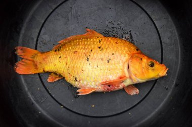 Kovada turuncu bir balık. Balıklar Tasikmalaya 'nın bir köyündeki bir gölde balık tutarak geldi.