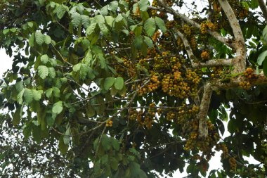 Closeup photo of ripe yellow fruit from the genus Lansium or often called kokosan in the garden of a village in Tasikmalaya, West Java, Indonesia clipart