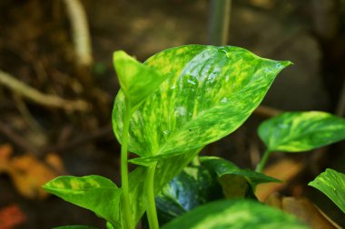 Endonezya 'da sıkça kullanılan Sirih bitkisi yeşil bahçede taze yetişir.