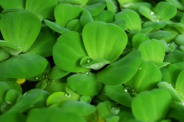 stock image Dewy green water lettuce plants grow fresh in the river near the house