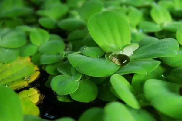 stock image Dewy green water lettuce plants grow fresh in the river near the house