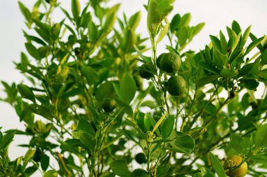 Yeşil portakal suyu sabah tereyağından kıl çeker gibi yetişiyor.