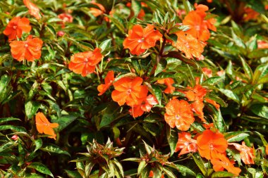 Turistik ilgi odağı Batu Love Garden 'ın bahçesinde portakal rengi Yeni Gine Impatiens bitkileri yetişiyor.
