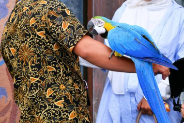 Sarı ve mavi tüylü papağanlar Batu City, Malang, Doğu Java ve Endonezya 'da turistlerin ellerinde.