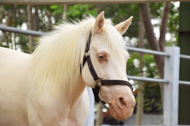 Beyaz bir midillinin başı ahırın etrafında dikiliyor.