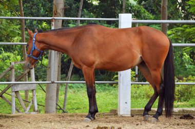 Atın etrafında kahverengi renkli Endonezya atları duruyor.