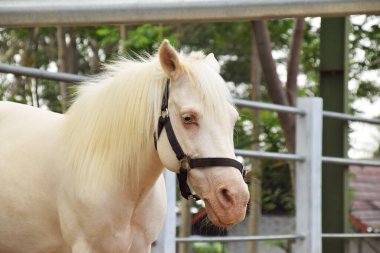 Beyaz bir midillinin başı ahırın etrafında dikiliyor.