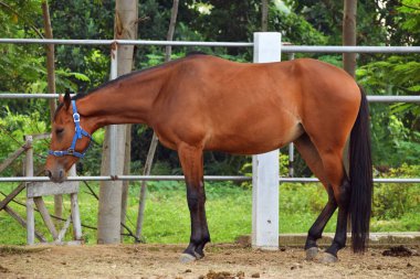 Atın etrafında kahverengi renkli Endonezya atları duruyor.