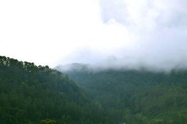 Guci 'de yeşil çam ormanlarıyla çevrili sisli bir atmosferi olan bir dağ.
