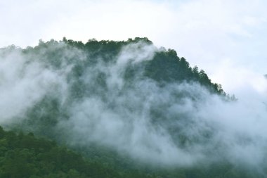 Guci 'deki tepedeki çam ormanı sisle doludur.