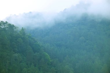 The pine forest on the hill in the Guci is filled with fog clipart