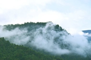 Guci 'deki tepedeki çam ormanı sisle doludur.