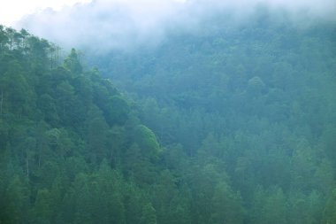 Guci 'deki tepedeki çam ormanı sisle doludur.