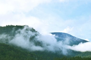 The pine forest on the hill in the Guci is filled with fog clipart