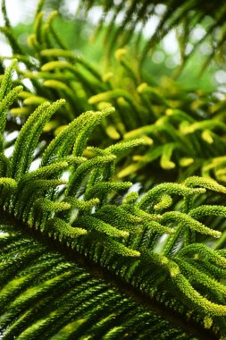 Fresh green pine tree leaves with detailed leaf texture and raindrops, creating a natural and vibrant look. Perfect for nature-themed backgrounds and design projects. clipart