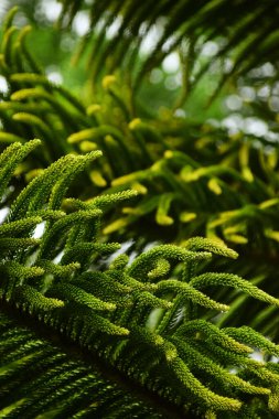 Taze yeşil çam ağacı yaprakları. Detaylı yaprak dokusu ve yağmur damlalarıyla doğal ve canlı bir görünüm yaratıyor. Doğa temalı arka plan ve tasarım projeleri için mükemmel.