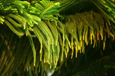 Taze yeşil çam ağacı yaprakları. Detaylı yaprak dokusu ve yağmur damlalarıyla doğal ve canlı bir görünüm yaratıyor. Doğa temalı arka plan ve tasarım projeleri için mükemmel.