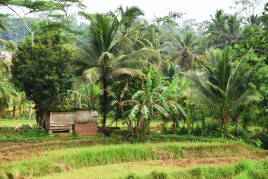 Tasikmalaya, Batı Java, Endonezya kırsalında yeşil ve güzel bir pirinç tarlasında küçük bir ahşap kulübe bulunmaktadır..