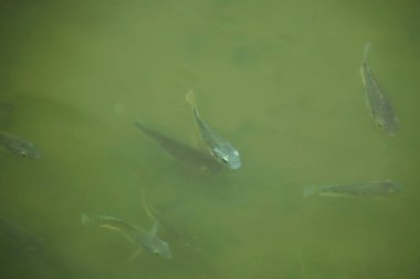 Birçok küçük tilapia balığı Tasikmalaya bölgesinde, Batı Java, Endonezya 'da balık havuzlarında yüzer..