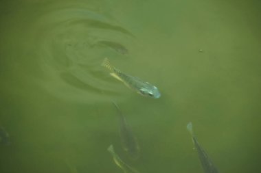 Birçok küçük tilapia balığı Tasikmalaya bölgesinde, Batı Java, Endonezya 'da balık havuzlarında yüzer..