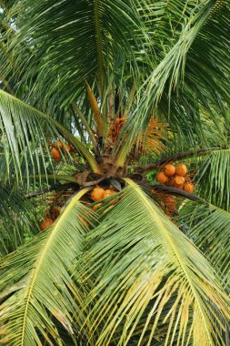 Tasikmalaya, Batı Java, Endonezya kırsal kesimlerinde yetişen genç hindistan cevizi ağaçlarının yakınları.