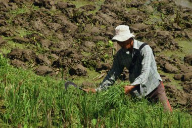 Tasik, Endonezya - 1 Nisan 2025: Orta yaşlı bir erkek çiftçi pirinç tarlalarında pirinç ekilecek çimleri kesiyor ve temizliyor.