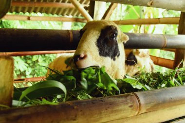 Köydeki keçiler Tasikmalaya, Batı Java, Endonezya kırsal kesimindeki bir keçi ağılında bitki yiyorlar..