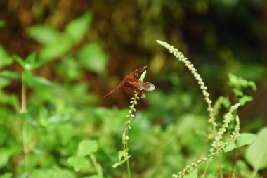 Kırmızımsı kahverengi bir yusufçuk yeşil bir yaprağın üzerindedir..