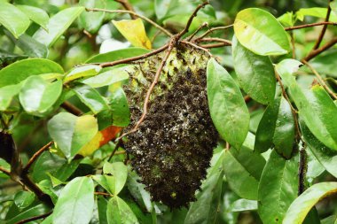 Tasikmalaya, Batı Java, Endonezya 'da bir köy bahçesinde yetişen çürümüş ve siyah bir kaynak meyvesinin yakınına..